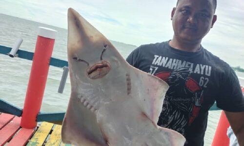 Sensasi rentapan ‘yu berkepala pari’ Kelong Umbai