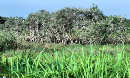 Taman Mutiara Batu Berendam dicadang jadi pusat konservasi burung air