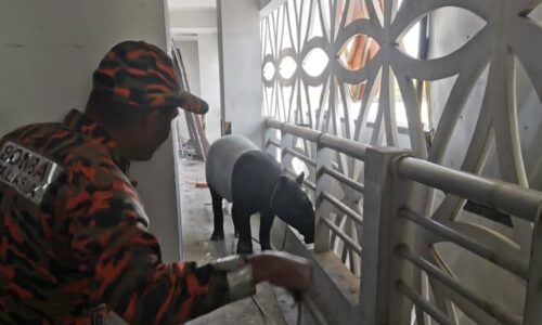 Tapir betina sesat dalam parkir hotel
