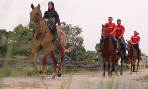 Terjebak ‘cinta’ kuda