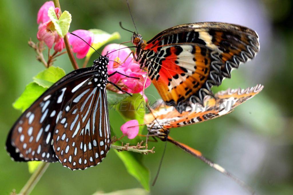 500 ekor rama-rama dilepaskan tanda terima kasih