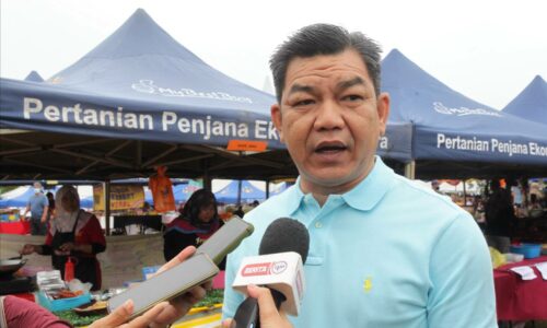 Ancaman babi hutan di Melaka di semakin serius