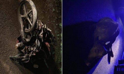 Remaja maut motosikal langgar kerbau