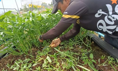 LPP dan FAMA diarah lakukan intervensi segera atasi kekurangan sayur