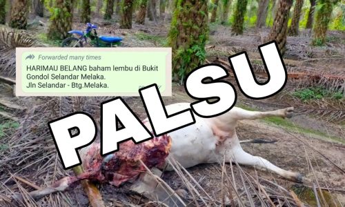 ‘Pak Belang’ baham lembu bukan di Melaka – Perhilitan