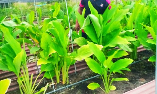 Baru 24 tahun sudah ada kebun daun kunyit