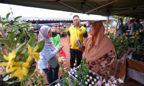 Pernah putus asa, kini punyai 1,000 bunga orkid