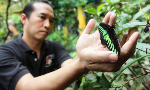 Gigih biak rama-rama kebangsaan