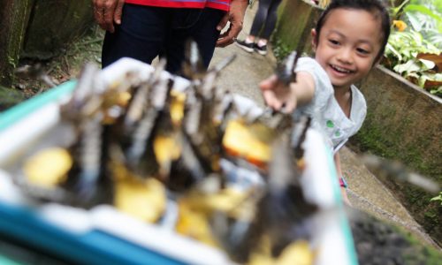 Rama-rama Asia Tenggara pupus menjelang 2100