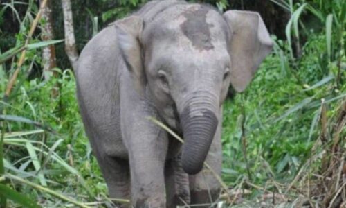 Gajah liar ancam keselamatan penduduk Kampung Lebur Jaya