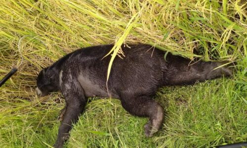 Beruang matahari tersesat di kawasan sawah berjaya ditangkap