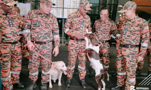 ‘Denti’ dan ‘Frankie’ tangkas beraksi dalam operasi SAR gempa bumi Turkiye