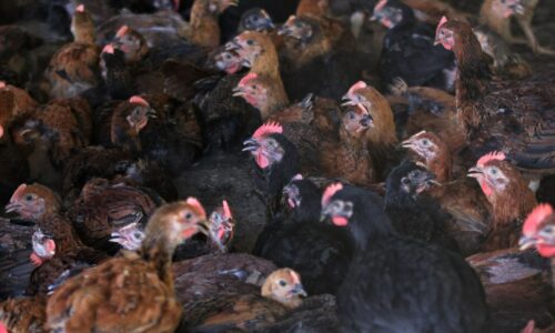 Lembaga Unggas akan dibincangkan – Menteri