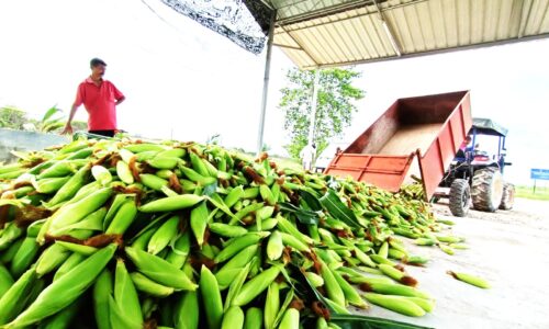 Jagung Azmi dapat permintaan negara luar