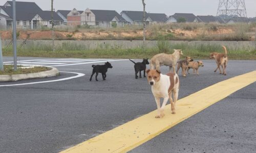 Penduduk resah, kawasan rumah di Taman Anjung Gapam ‘diserang’ anjing liar
