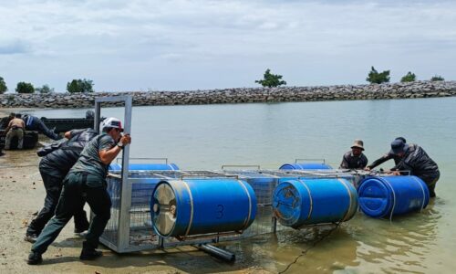 Ayam hidup umpan buaya ‘viral’