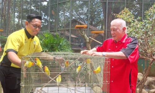 ‘Lovebird Paradise’ tarikan baharu TBRM