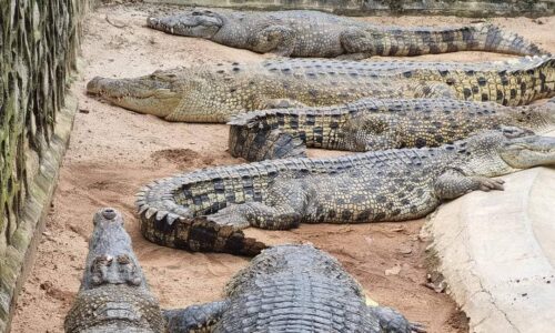 TBRM pelbagaikan tarikan untuk pikat pelancong