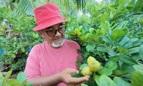 Bertani jadi terapi ‘bekas YB’