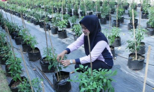 FELDA, FELCRA dan RISDA disaran manfaat tanah terbiar untuk tanaman makanan