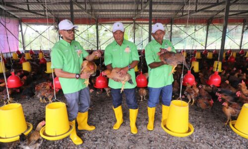 Penangan ayam kampung kacuk Keluarga Haji Sharief