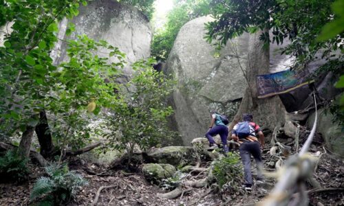 Intai kehidupan rimba Bukit Batu Lebah