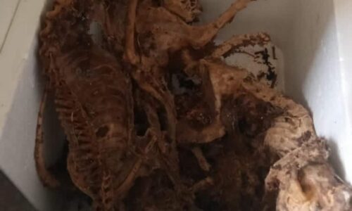 Siasat segera penemuan puluhan bangkai, rangka kucing dalam kondominium