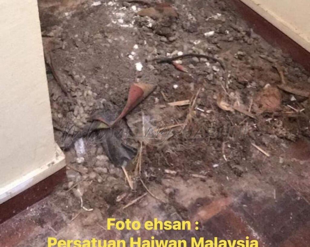 Penemuan bangkai, rangka kucing: Polis buru suspek