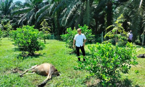 Ceroboh kebun durian, lembu ditemui mati keracunan