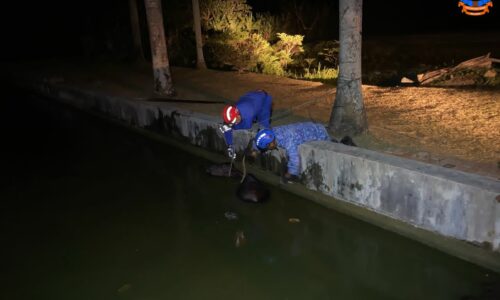 Lembu betina nyaris lemas dalam kolam ikan