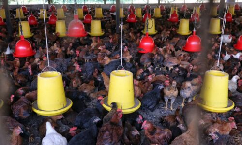 Wajibkan sistem reban tertutup bagi ladang unggas lebih 10,000 ekor