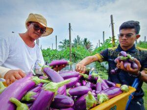 Terung faiz besar agro 1