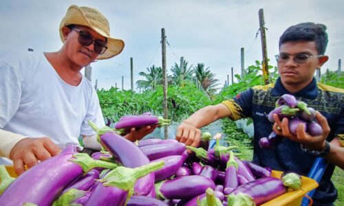 ‘Jurutera’ fertigasi terung