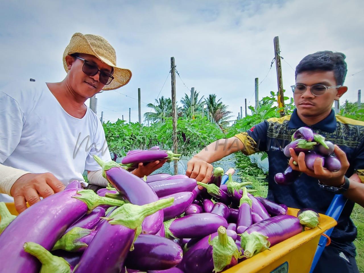 Terung Faiz Besar Agro 1