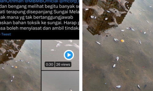 MBMB siasat punca lambakan ikan mati di Sungai Melaka