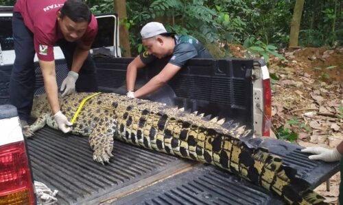 Bangkai buaya rupanya..