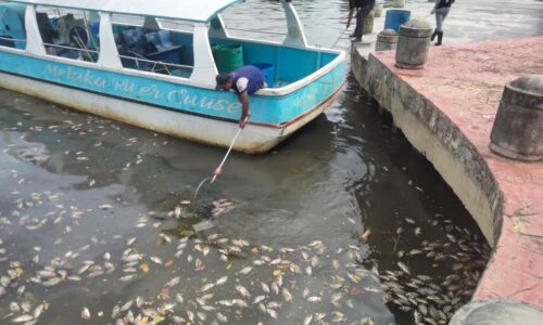 Ikan mati: 30 kakitangan PPSPM lakukan pembersihan Sungai Melaka