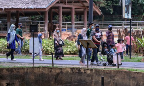 ‘Kambing saiz kucing’ bakal jadi tarikan Zoo Melaka