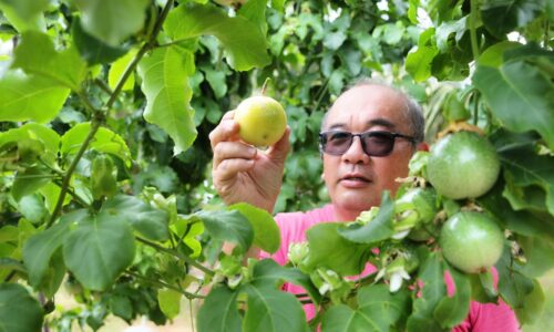 Sinar markisa Ah Tan