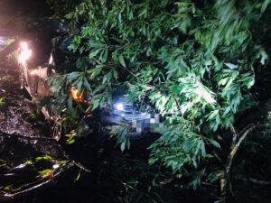 Pokok tumbang