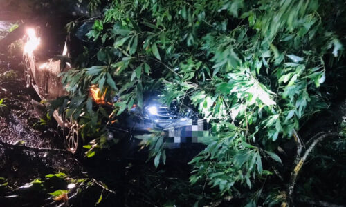 Lelaki maut kereta dihempap pokok tumbang