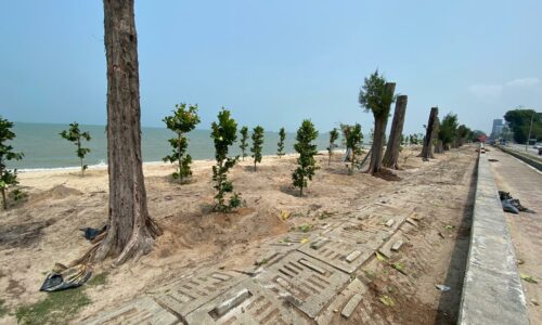 Pokok ketapang di sepanjang Pantai Puteri halang ribut