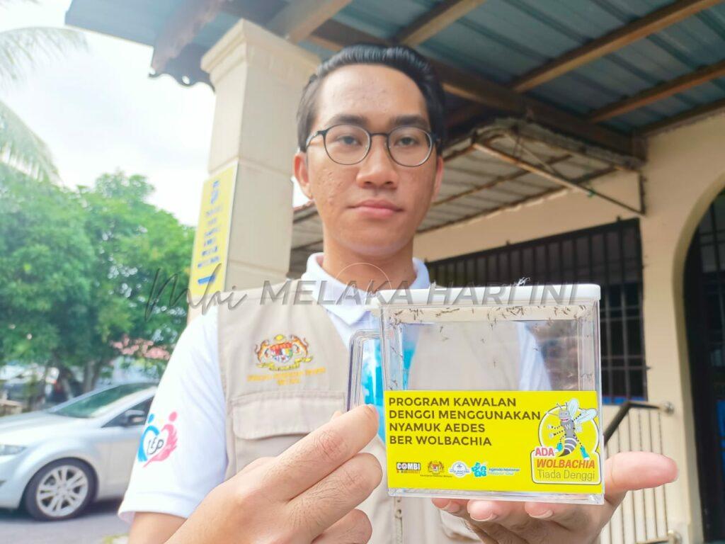Nyamuk berwolbachia bantu kawal denggi