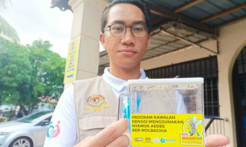 Nyamuk berwolbachia bantu kawal denggi