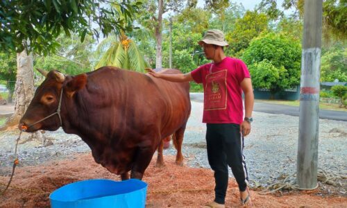 Korban lembu sado RM30,000