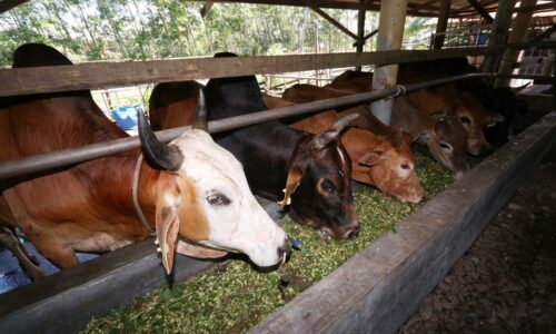 DUN Pengkalan Batu anjur korban kelompok