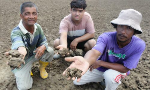 Cuaca panas jejas pesawah, petani