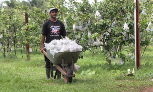 Kekurangan tenaga kerja risaukan pekebun kecil