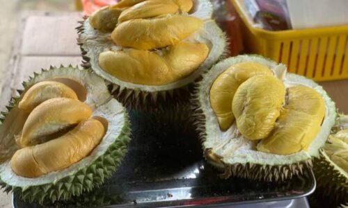 El Nino: Pengeluaran durian berkurangan, pekebun jangka naik harga