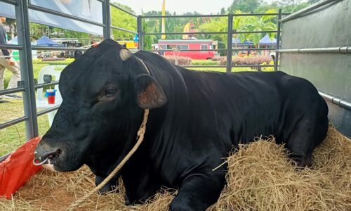 ‘Jom tengok lembu sado di Melaka Agrofest’